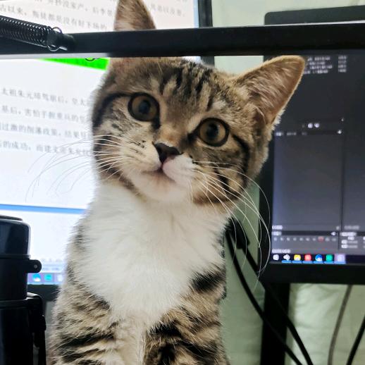 兜兜是只猫