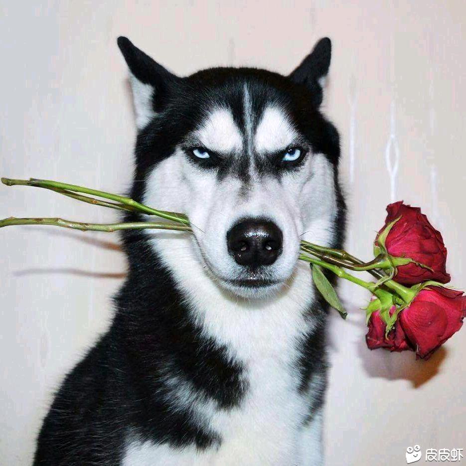 阿帅呀