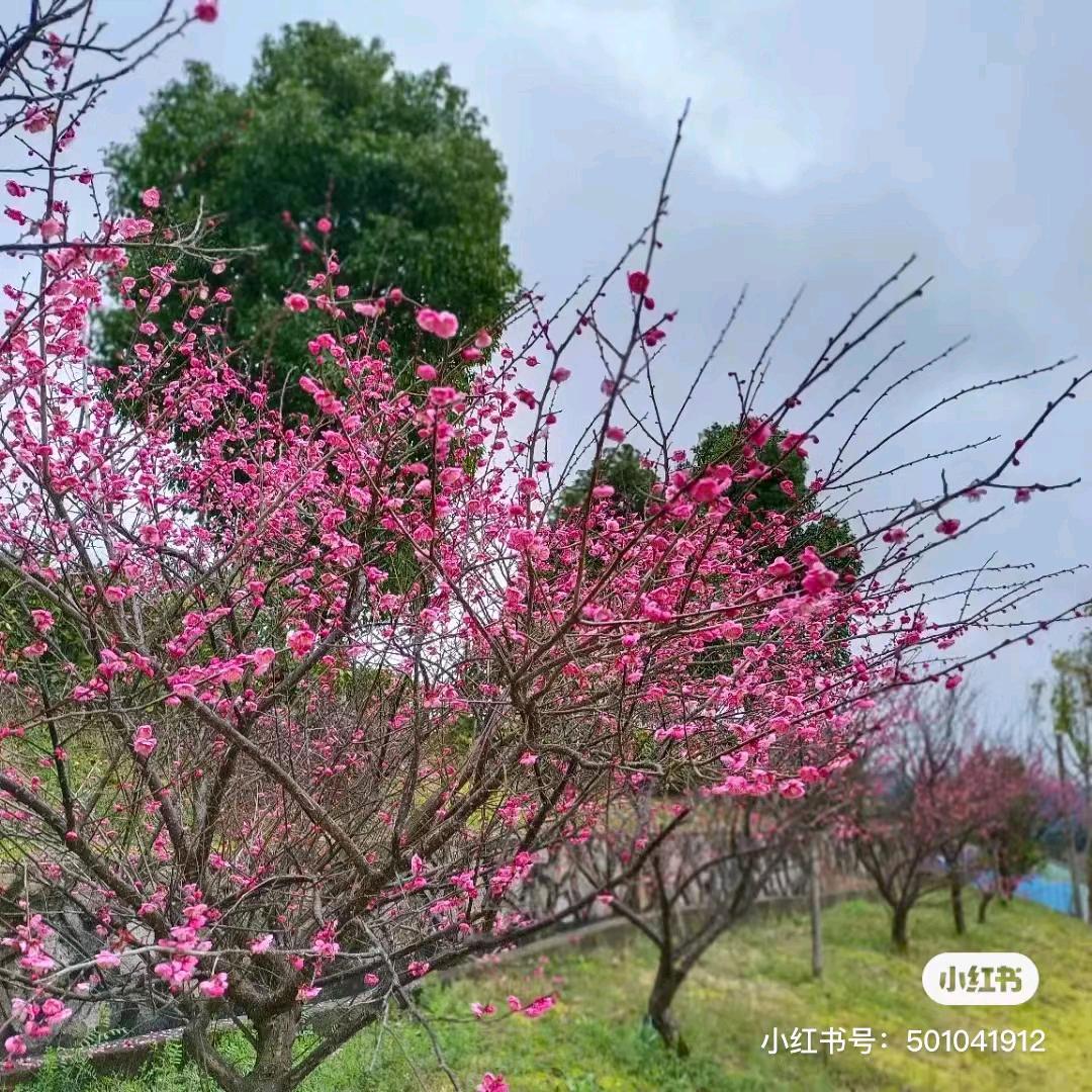 玉 🌹