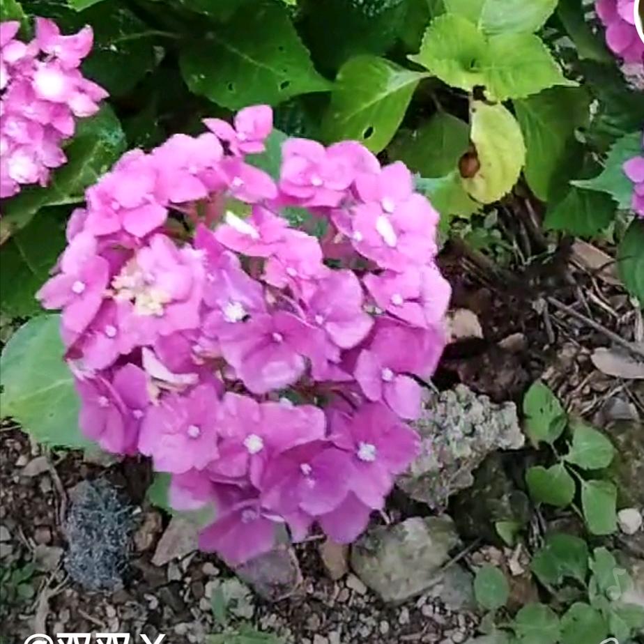 🌺🍁