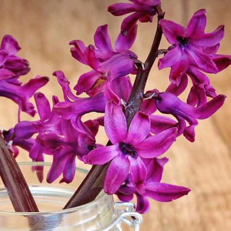 美丽的草原（313）