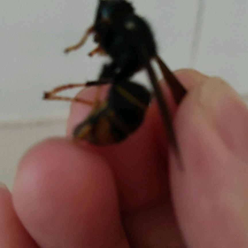 熊熊饼干