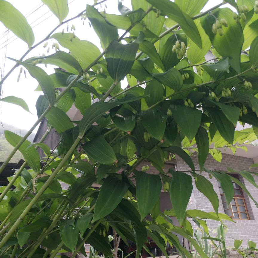 昔我者--我昔之