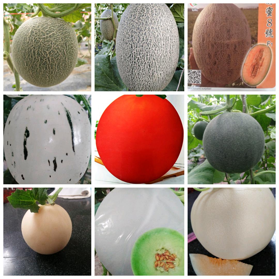 莘县维川果蔬种植专业合作社