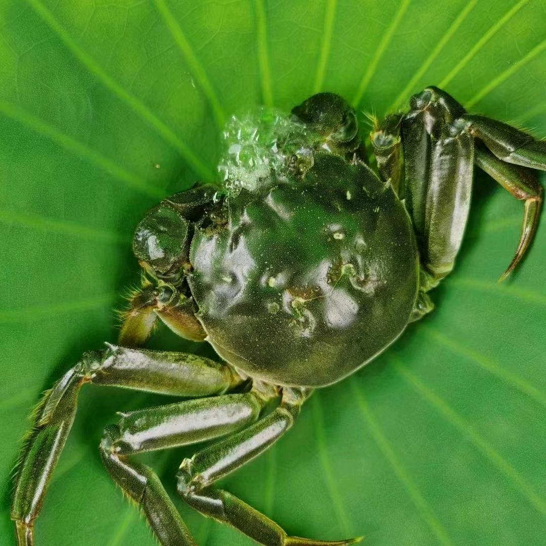 微山湖大闸蟹（破10万粉）