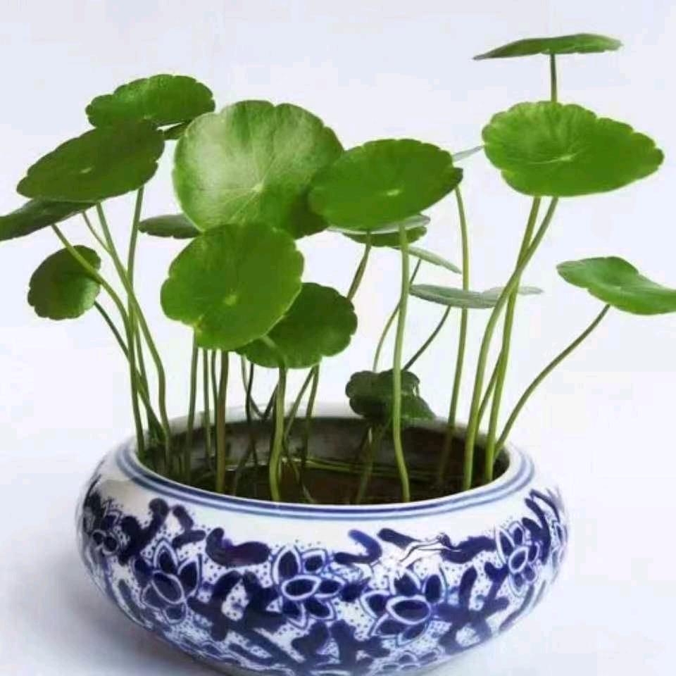 曾月