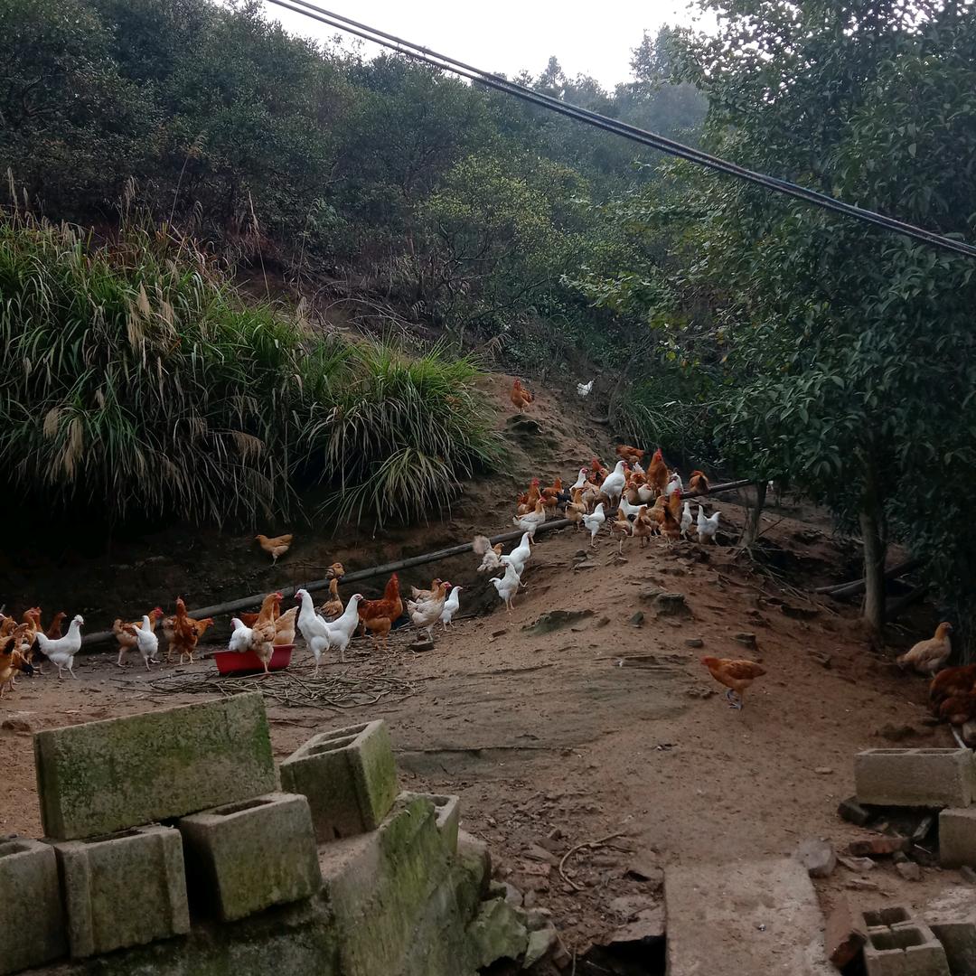 养殖王哥，山区土特产