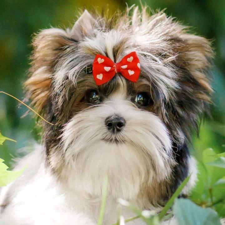 黄屯袁老大清真生熟牛羊肉