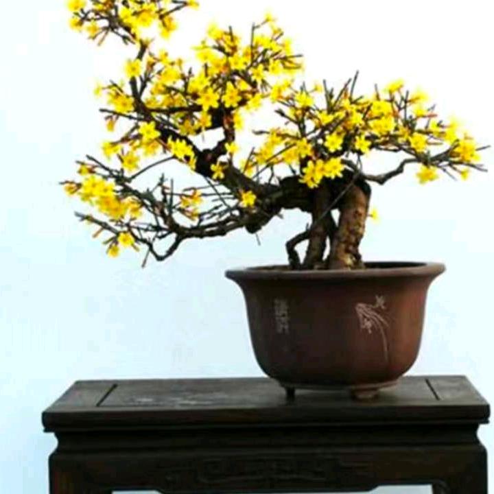 🇨🇳山夆🇨🇳