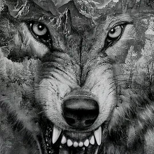 🐺的诱惑
