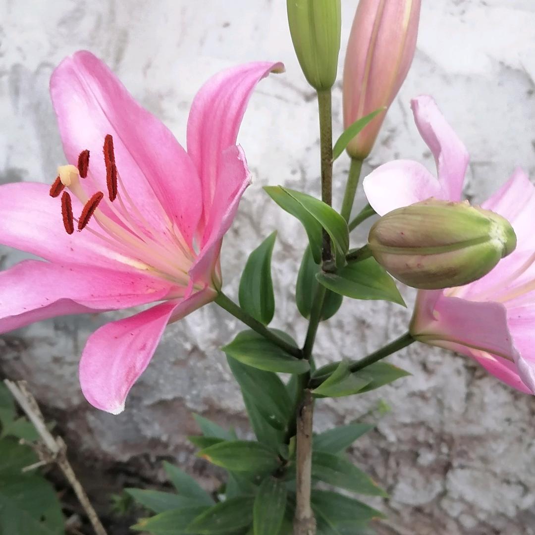 用户5420414253440碧姐