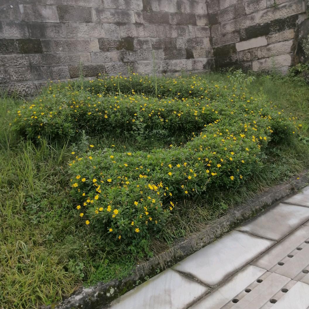 百花香