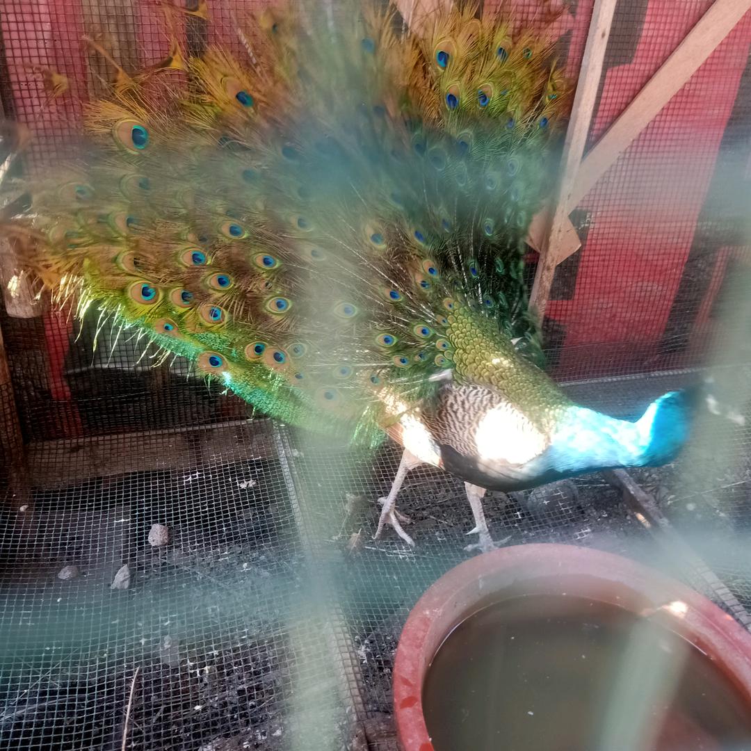 🚬十一阿哥🚬