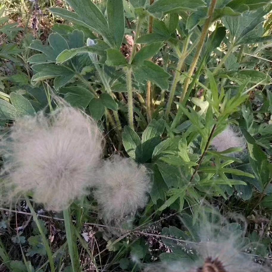 鸿禧土杂收购