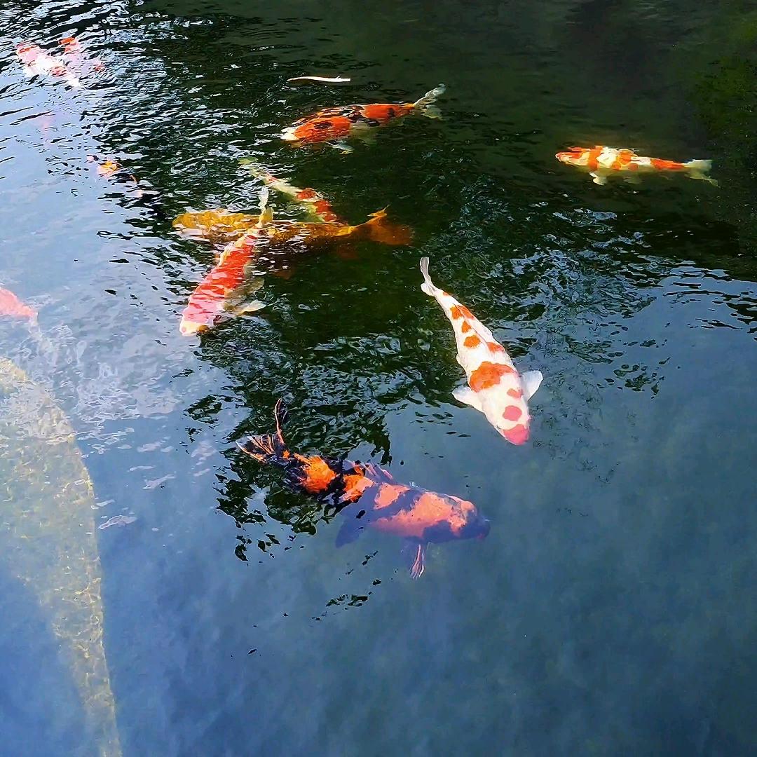 锦澜有鲤