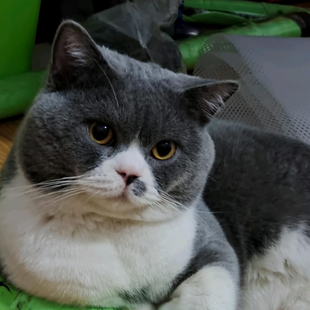 猫七柒❤️.