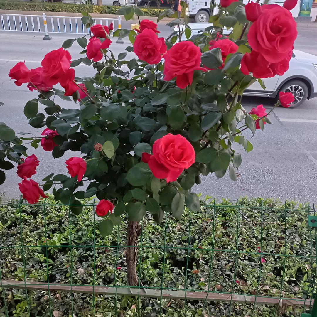 蓝色宝玉
