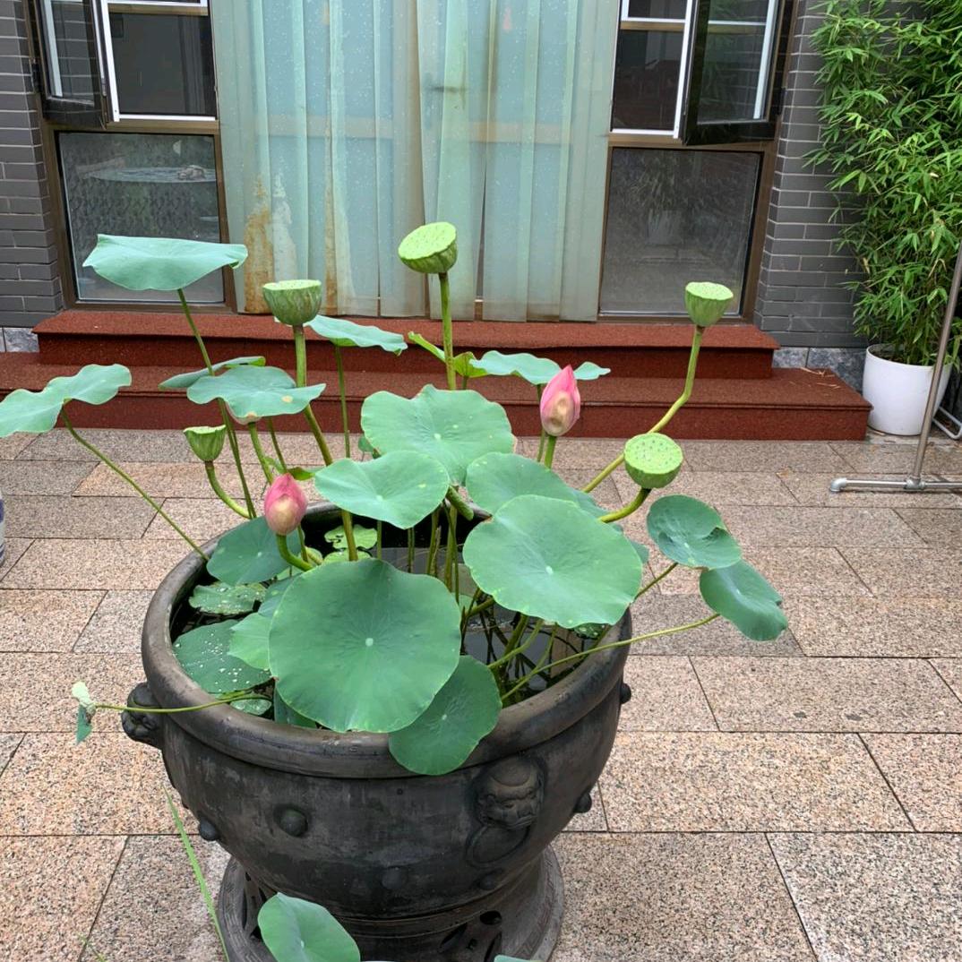 怀芳