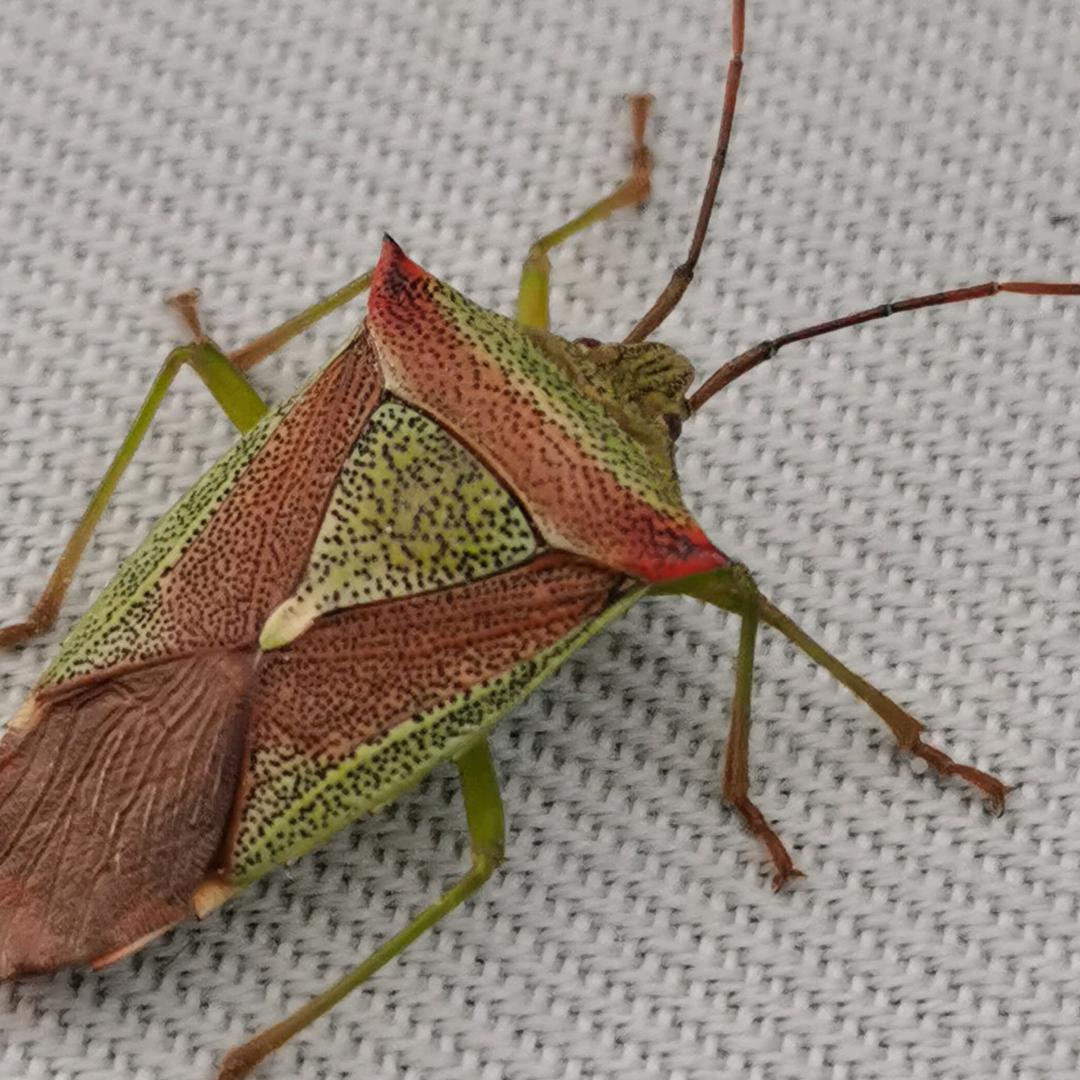 莉莉