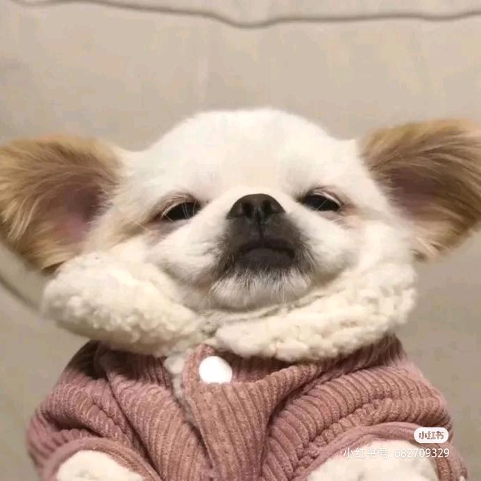 扁桃体永不发言