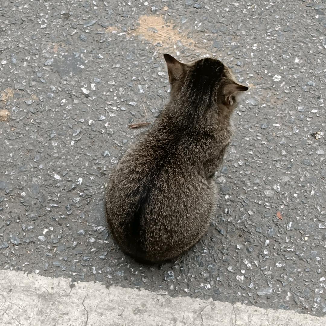 讨厌吃鱼🐟！