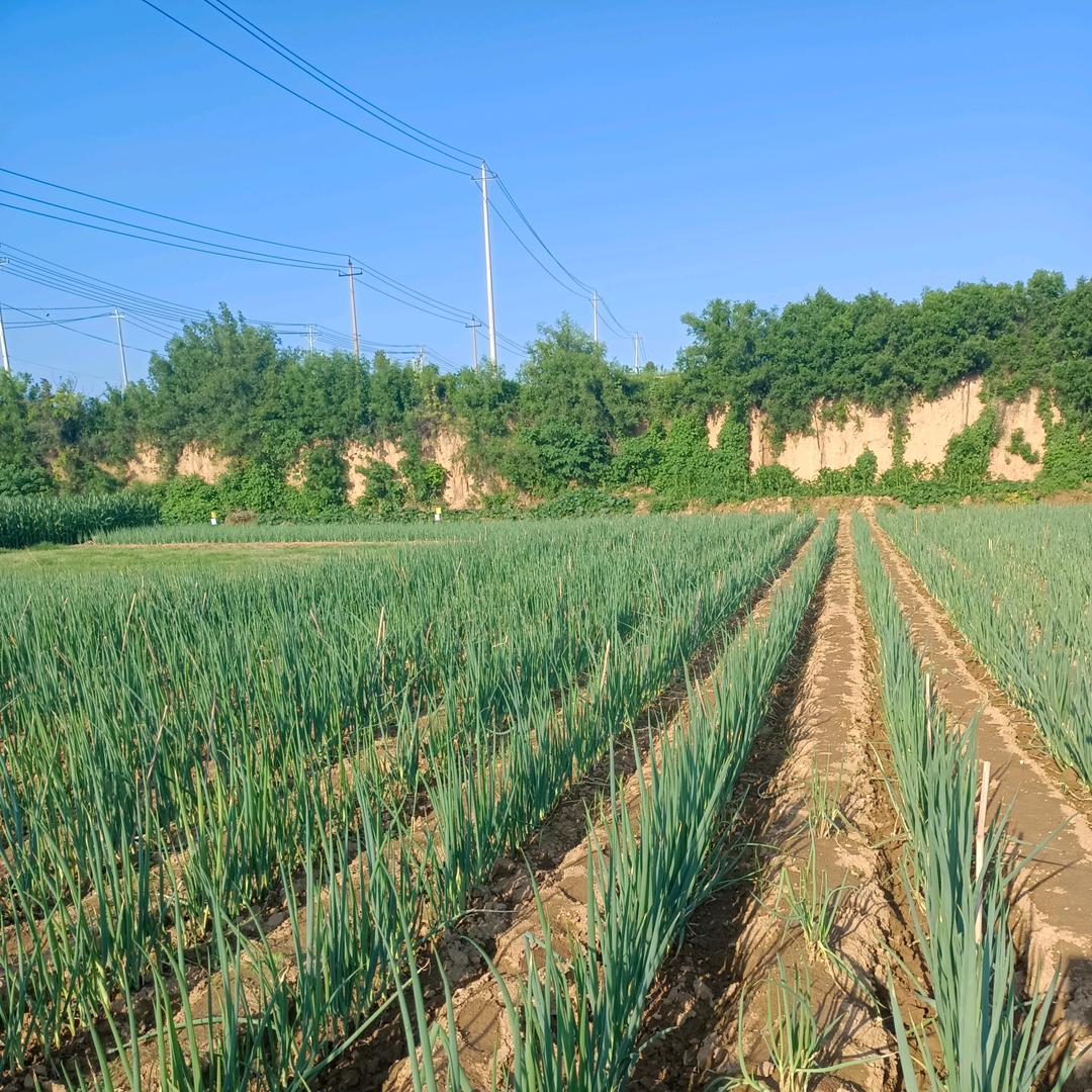 农家人张姐15588859751