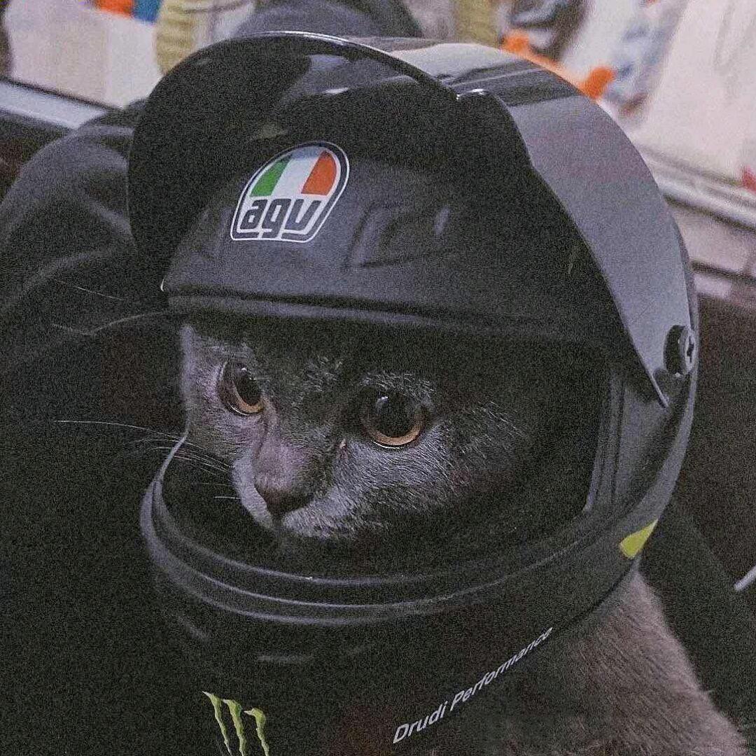 😼