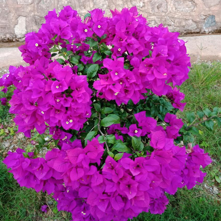 无语的伤痛的心