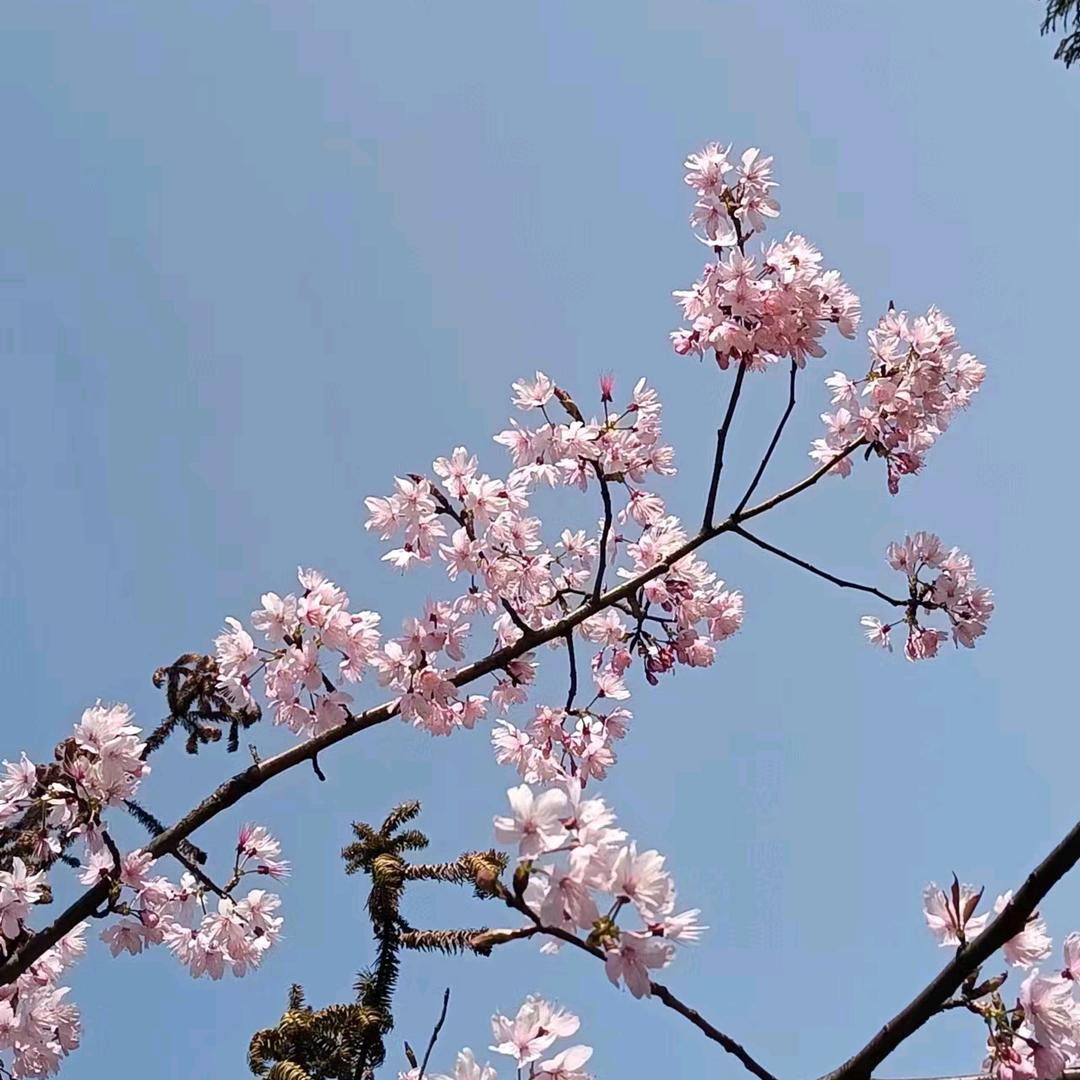 望星