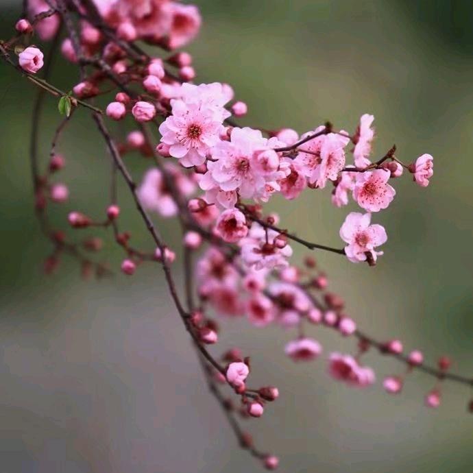 🌺一枝梅🌺