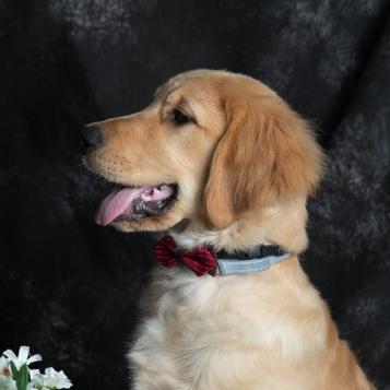 退役导盲犬多斯特的幸福生活