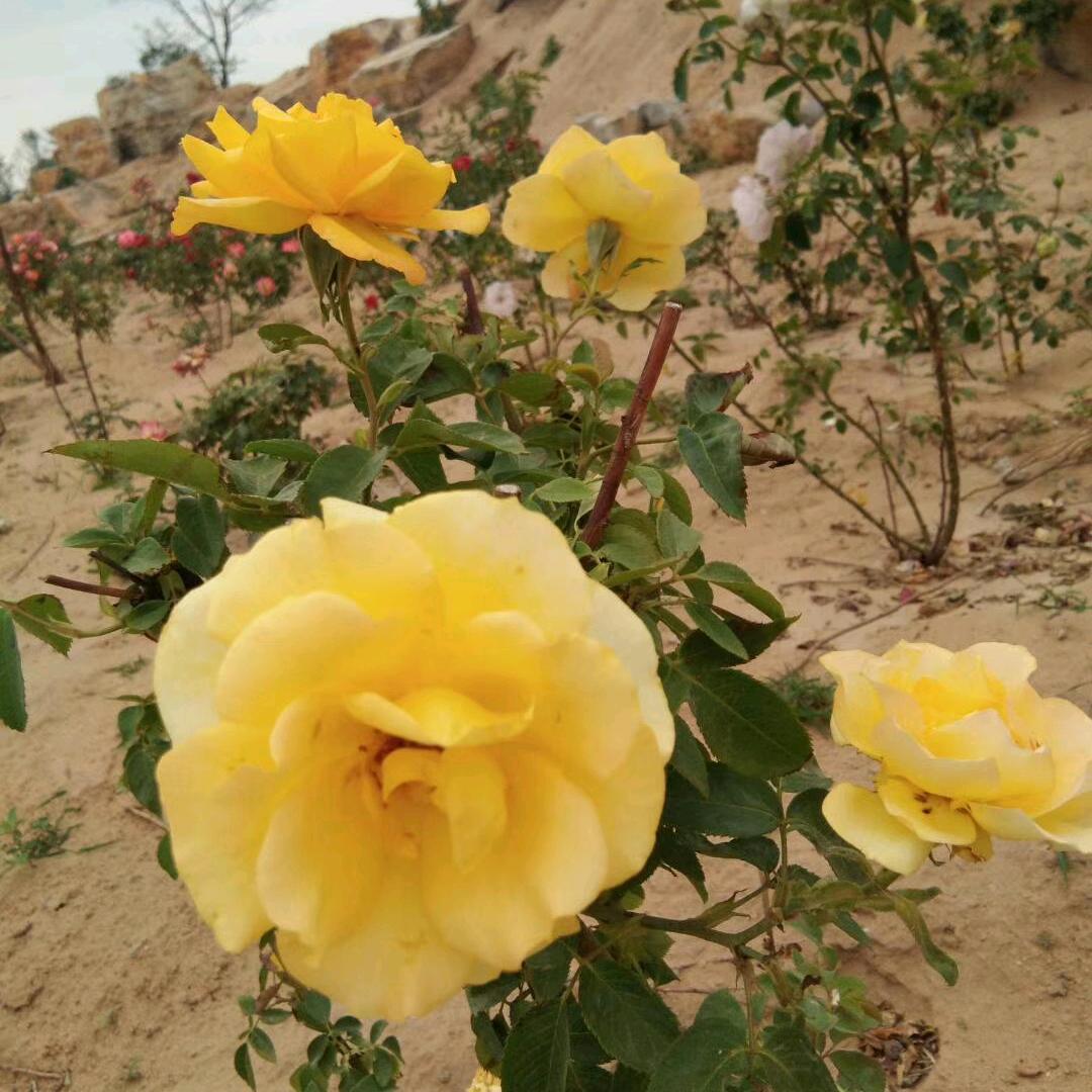 暖心向阳，拘私聊