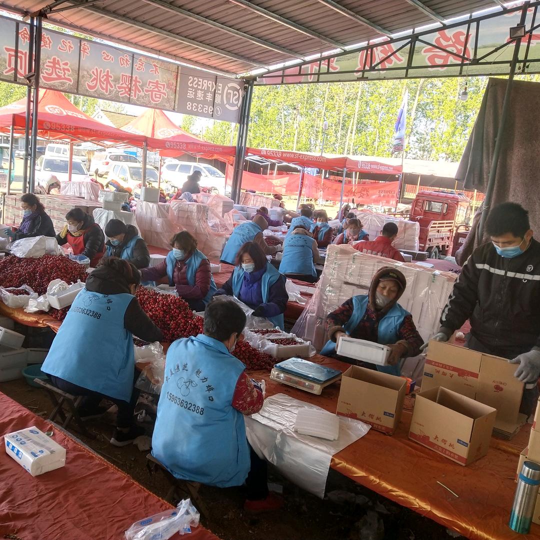 山东0536樱桃基地（高*新）