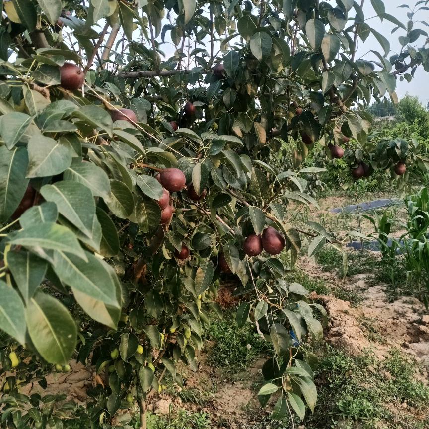 专业拔树，不要的树和我联系