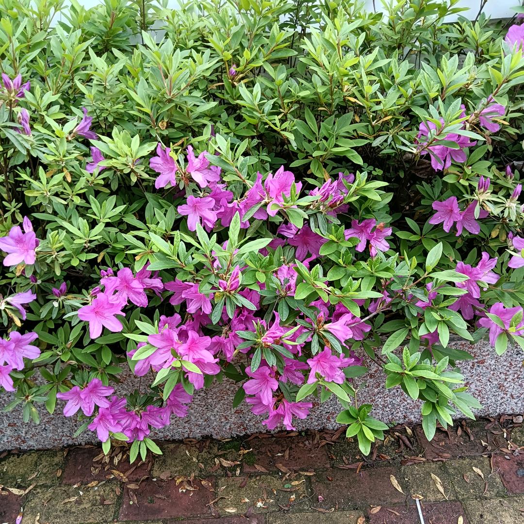 花开富贵.
