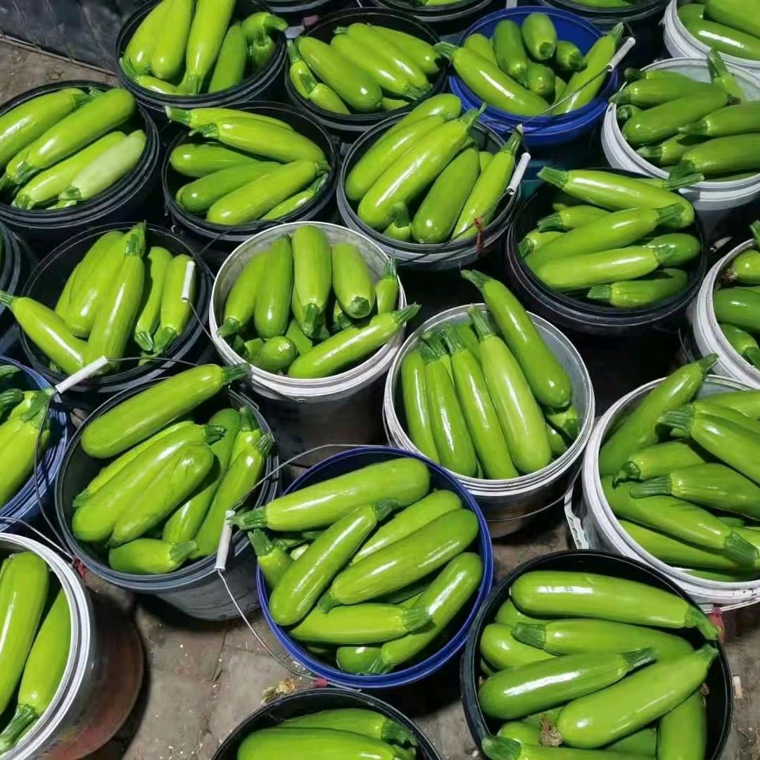 燕子精品西葫芦