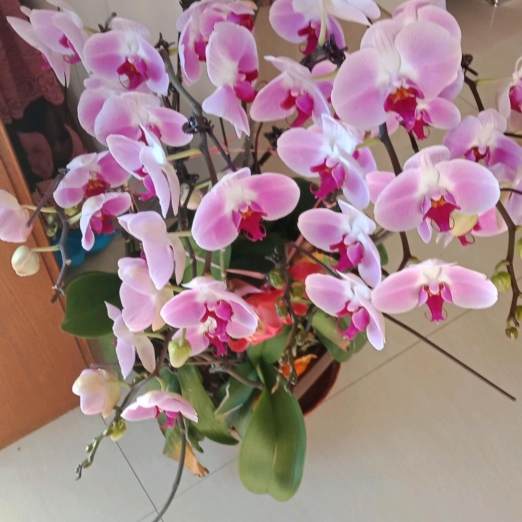 杨姐
