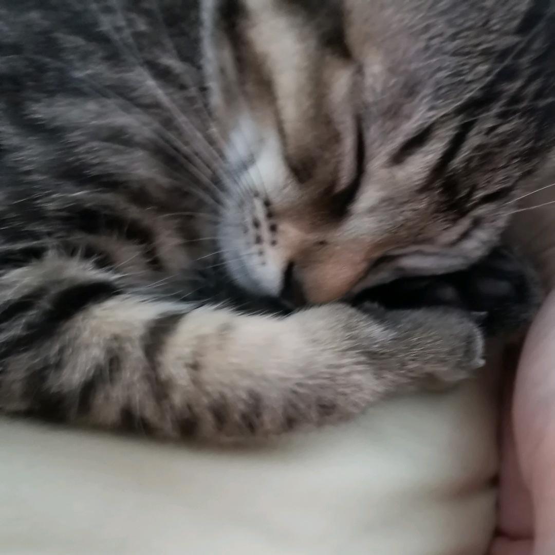 我的阳台小猫咪🐈