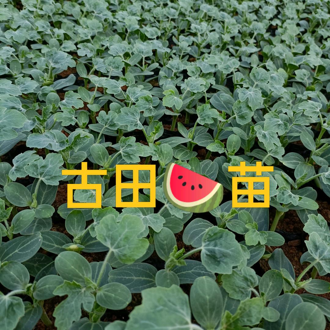 福建古田脐橙产地直发代办