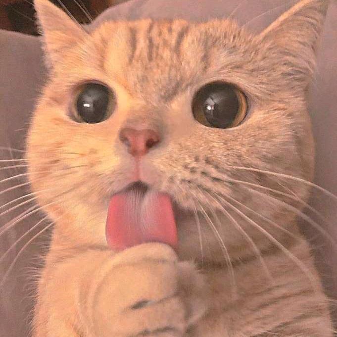 上上签的猫头像