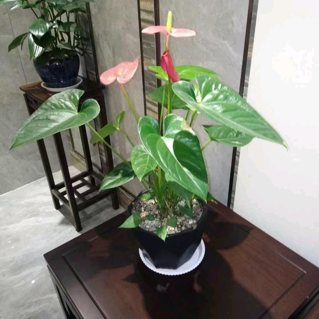 面向大海，春暖花开