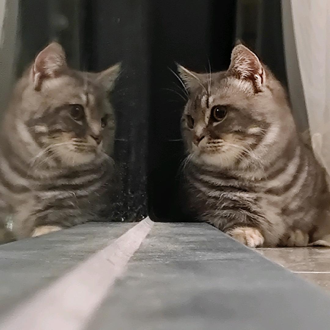 阿旺是小猪咪