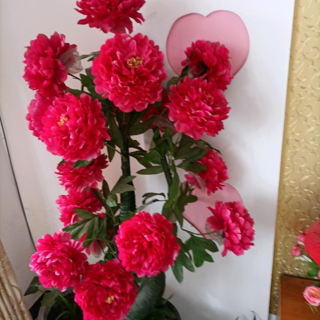 74虎妺