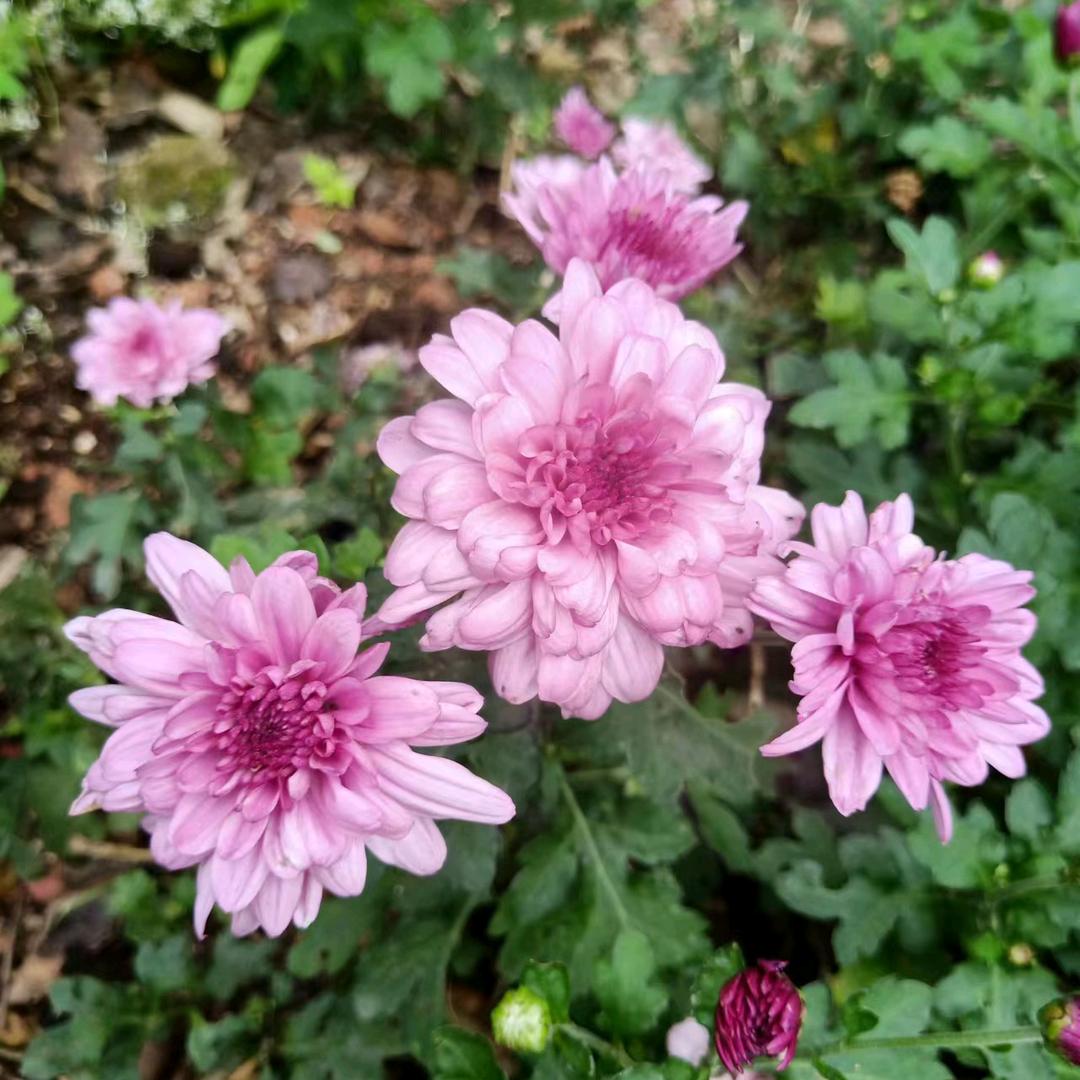莉
