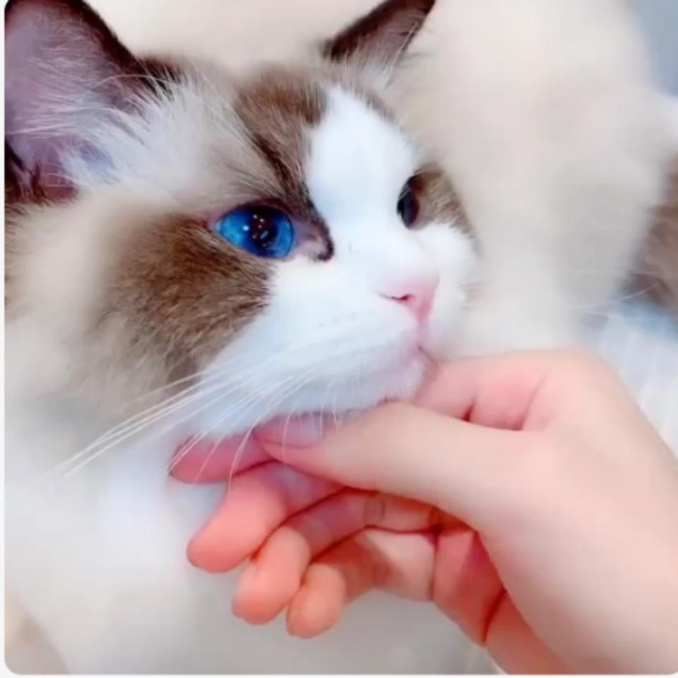 墨心猫