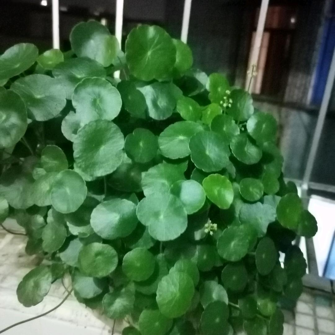 大姨