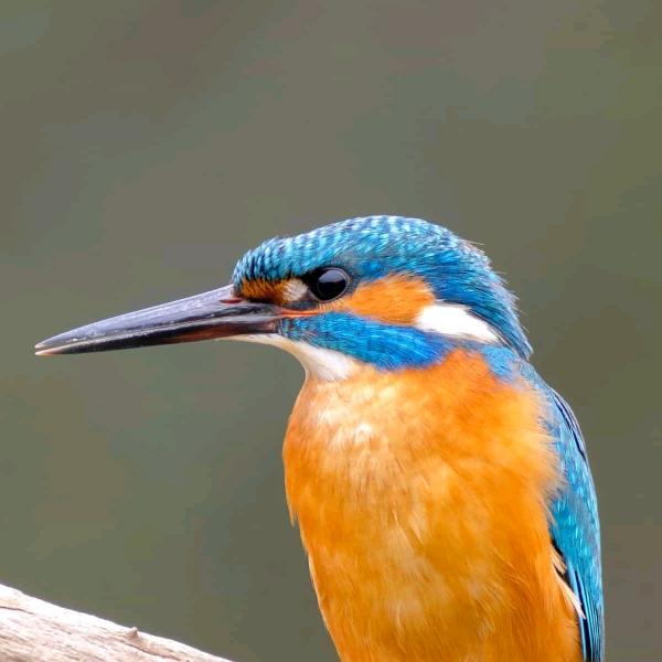 郭芳金爱蜂爱疯