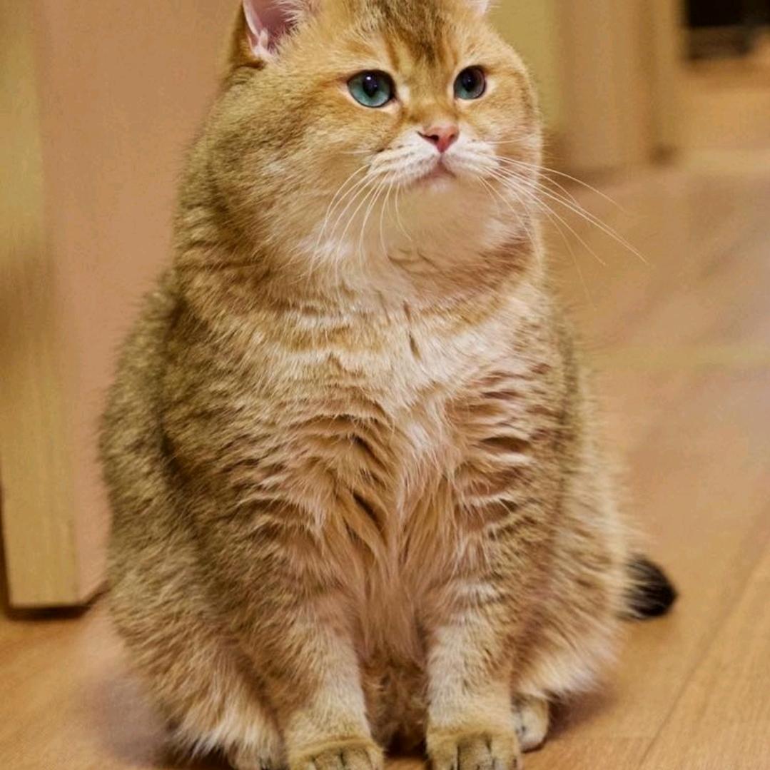 猫子