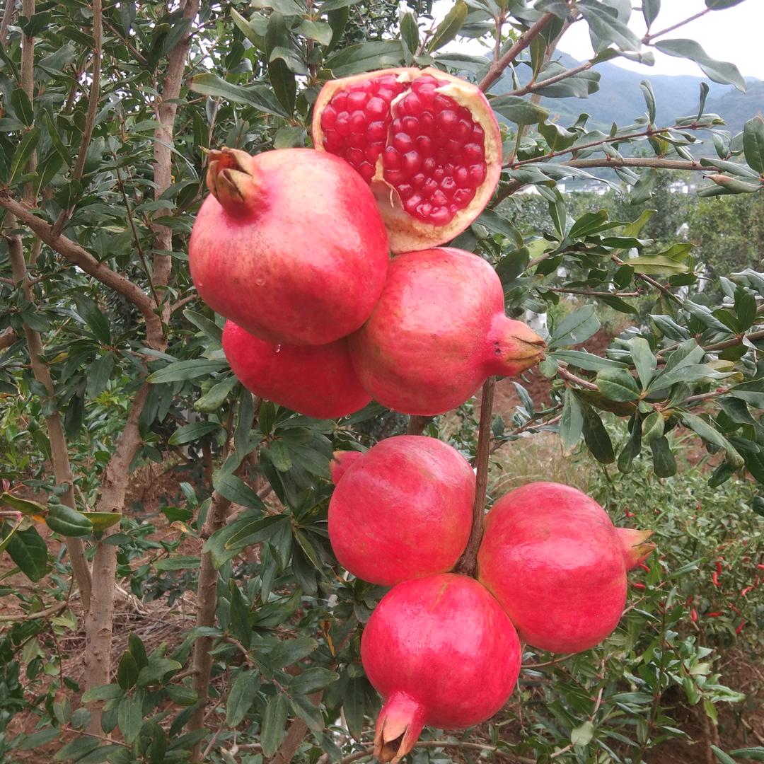 丽江三川石榴哥