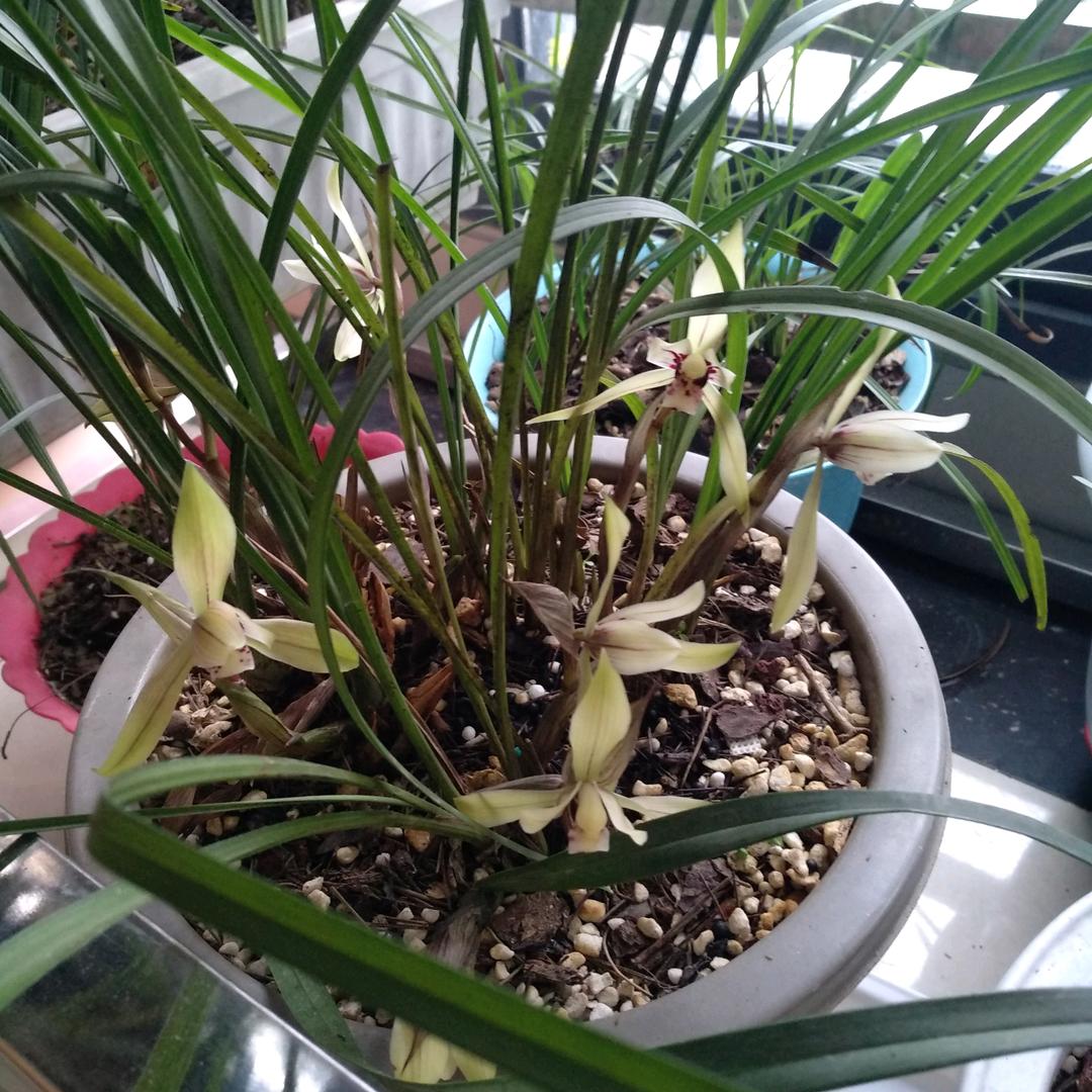 老玩童《拒绝连赞，否则会被拉黑》